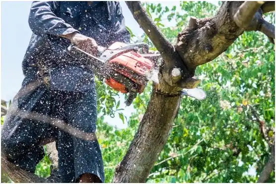 tree services Seabrook Island